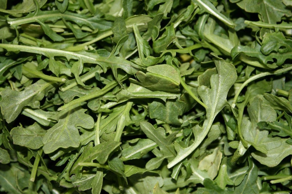 arugula