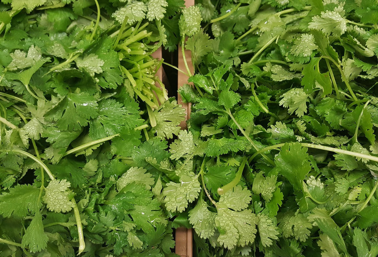 coriander