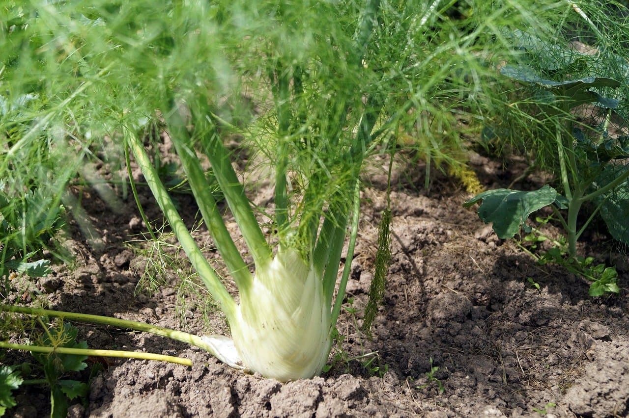 fennel