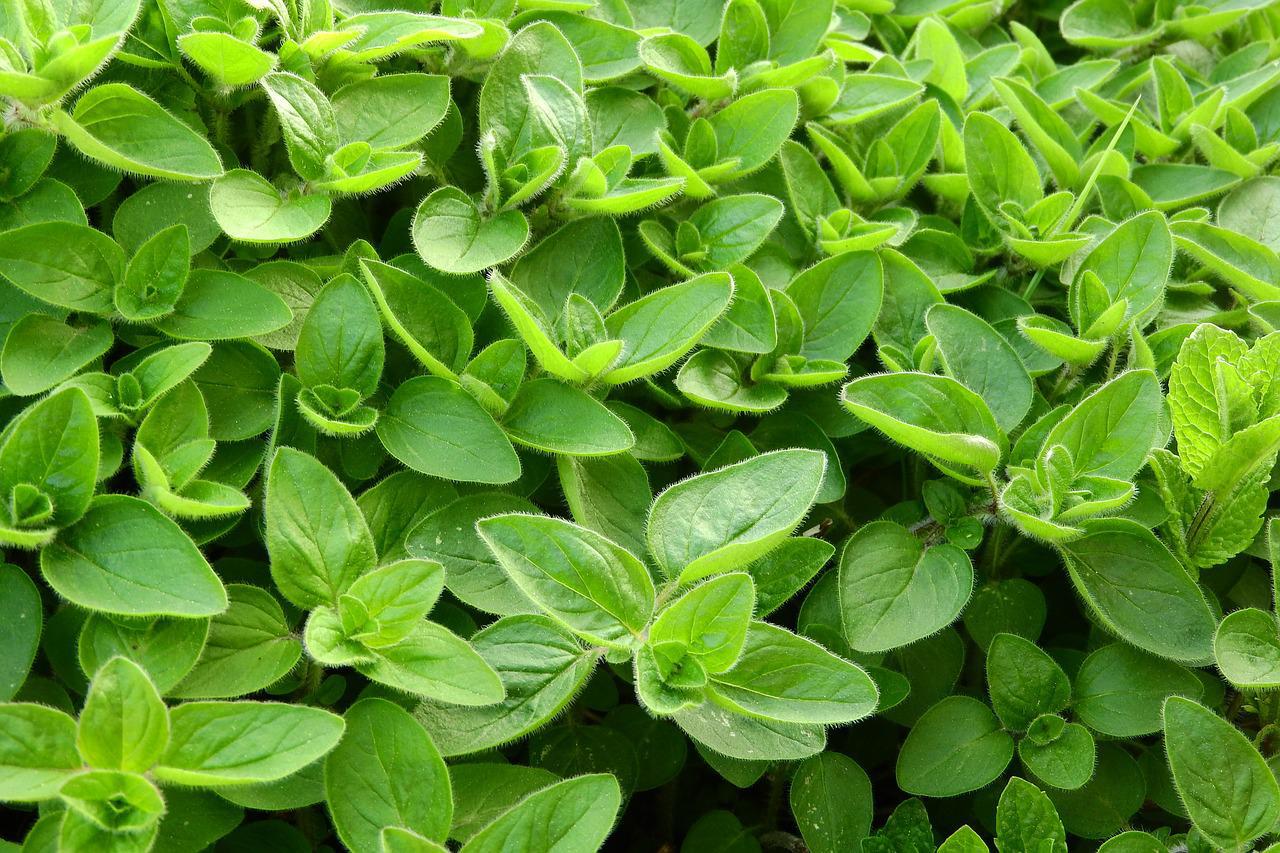 fresh marjoram